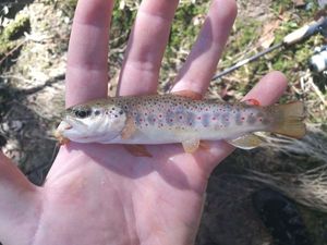 Brown Trout