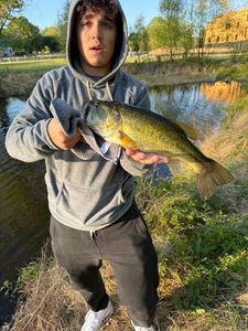 Largemouth Bass