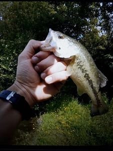 Largemouth Bass