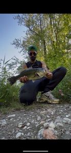 Largemouth Bass