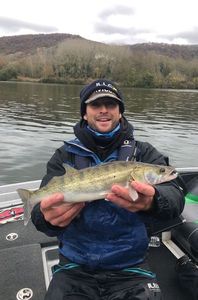 Zander