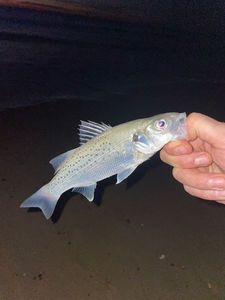 Spotted Seabass