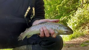 Brown Trout