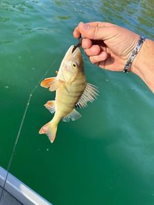 European Perch