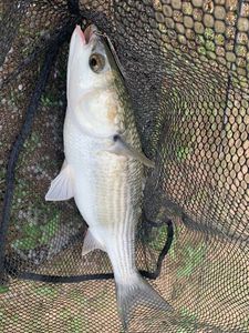 Thicklip Grey Mullet