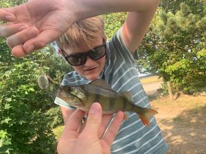 European Perch