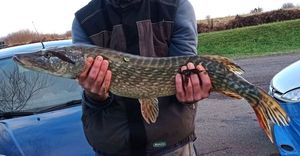 Northern Pike
