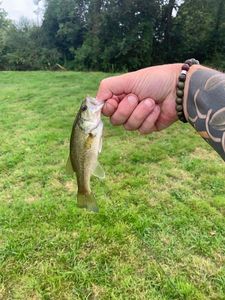 Largemouth Bass