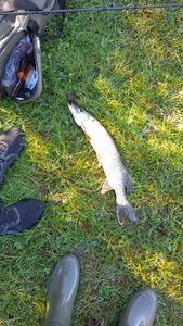 Northern Pike