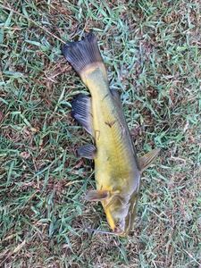 Black Bullhead