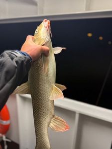 Barbel