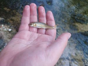 Common Minnow