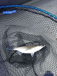 Spotted Seabass