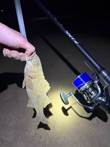 European Bass (Seabass)