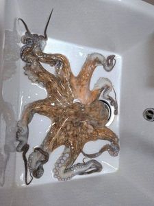 Common Octopus