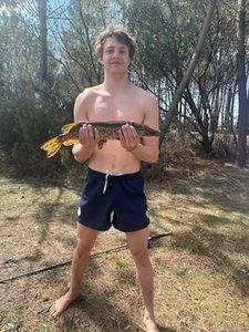 Northern Pike