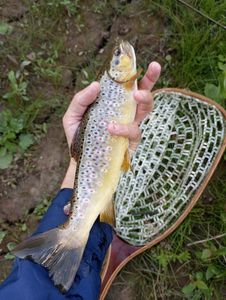 Brown Trout