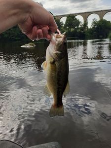 Largemouth Bass