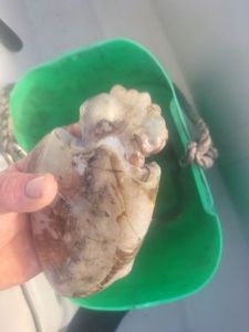 Common Cuttlefish