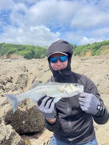 European Bass (Seabass)