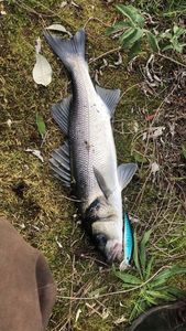 European Bass (Seabass)