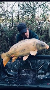Mirror Carp
