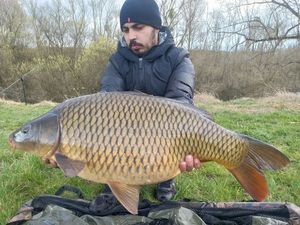 Common Carp