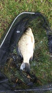 Crucian Carp