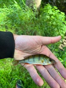 European Perch