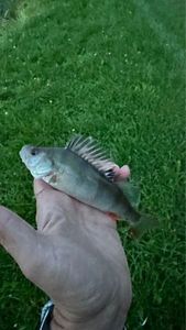 European Perch