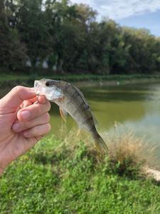 European Perch