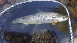Brown Trout