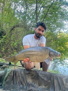 Common Carp