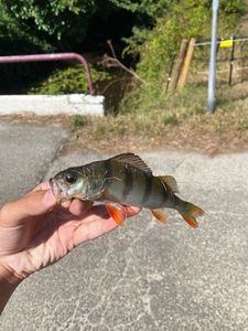 European Perch