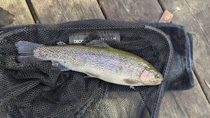 Rainbow Trout