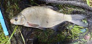 Common Bream
