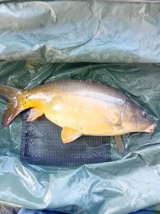 Mirror Carp