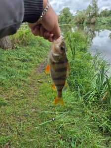 European Perch