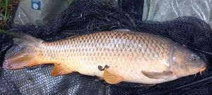 Common Carp