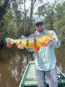 Peacock Bass ( Monoculus)