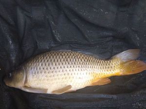 Common Carp