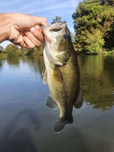 Smallmouth Bass