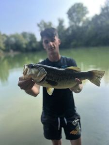 Largemouth Bass