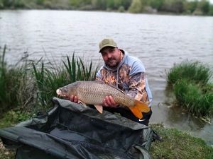 Common Carp