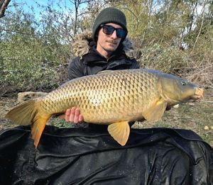 Common Carp