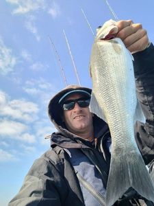 European Bass (Seabass)