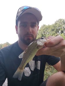 Largemouth Bass