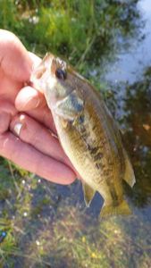 Largemouth Bass