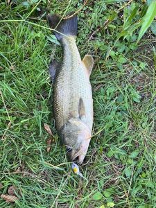 Largemouth Bass