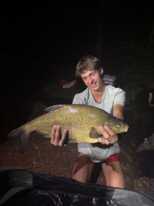 Common Bream